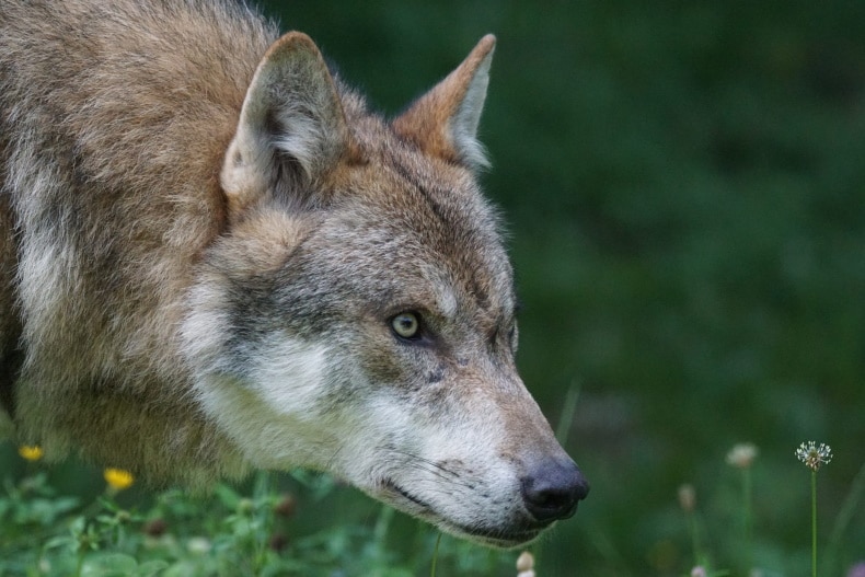 wolf in courtroom